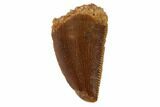 Serrated, Raptor Tooth - Real Dinosaur Tooth #101799-1